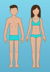 Ectomorfo
