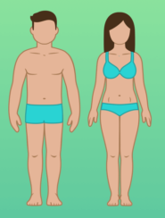 endomorfo